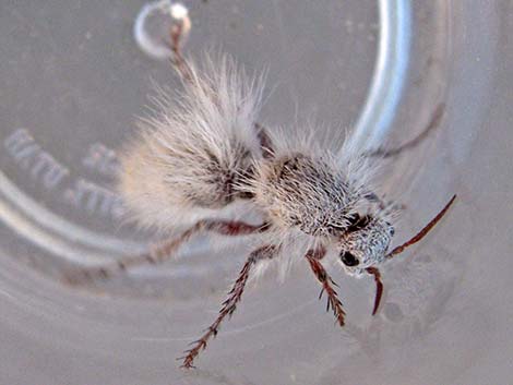 White Velvet Ant (Dasymutilla gloriosa)