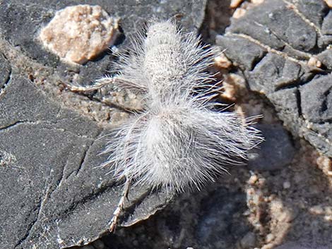 White Velvet Ant (Dasymutilla gloriosa)