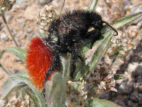 Magnificent Velvet Ant (Dasymutilla magnifica)