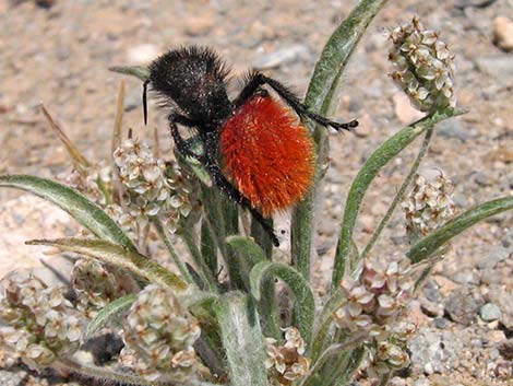 Magnificent Velvet Ant (Dasymutilla magnifica)