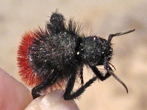 Magnificent Velvet Ant (Dasymutilla magnifica)