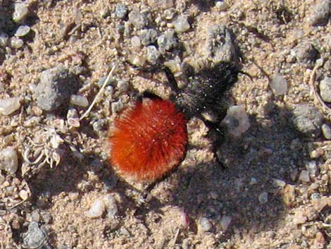 Magnificent Velvet Ant (Dasymutilla magnifica)