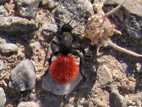 Magnificent Velvet Ant (Dasymutilla magnifica)