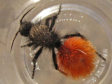 Magnificent Velvet Ant (Dasymutilla magnifica)