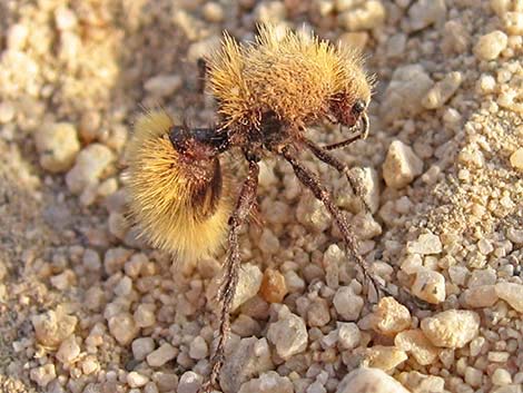 Golden Velvet Ant (Dasymutilla sackenii)