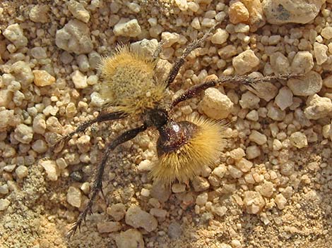 Golden Velvet Ant (Dasymutilla sackenii)