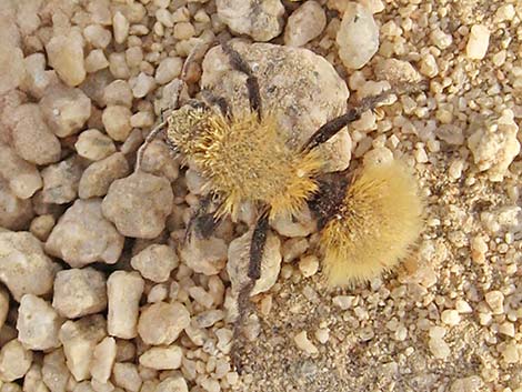 Golden Velvet Ant (Dasymutilla sackenii)