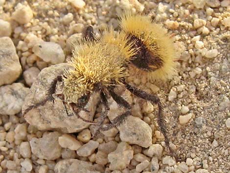 Golden Velvet Ant (Dasymutilla sackenii)