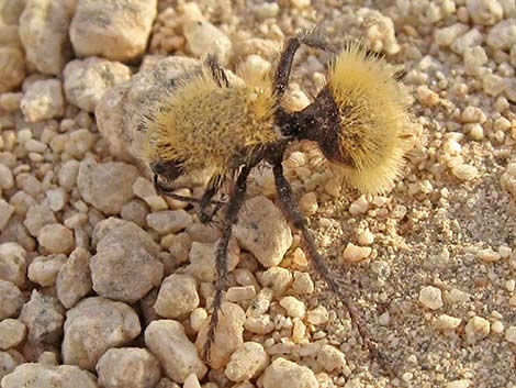 Golden Velvet Ant (Dasymutilla sackenii)