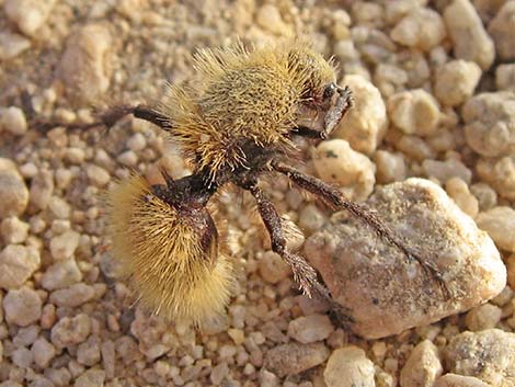 Golden Velvet Ant (Dasymutilla sackenii)