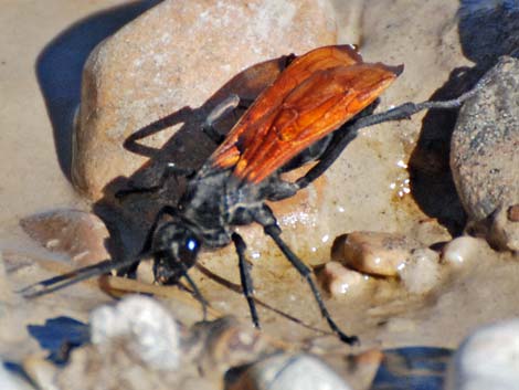 Tarantula Hawk (Pepsis spp.)