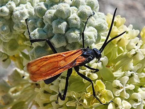 Tarantula Hawk (Pepsis spp.)