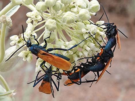 Desert Milkweed (Asclepias erosa)