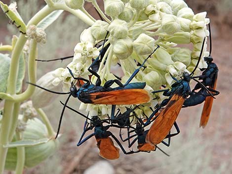 Tarantula Hawk (Pepsis spp.)