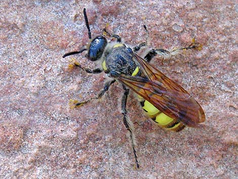 Scoliid Wasp (Campsomeris pilipes)