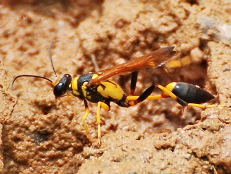 Black-and-Yellow Mud Daubers (Sceliphron caementarium)