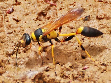 Black-and-Yellow Mud Daubers (Sceliphron caementarium)