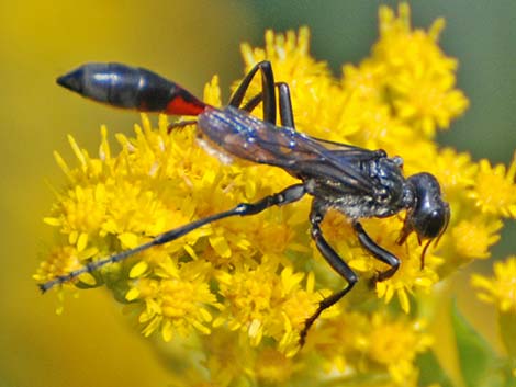 Solitary Wasps (Hymenoptera, Sphecidae)