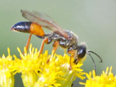 Solitary Wasps (Hymenoptera, Sphecidae)