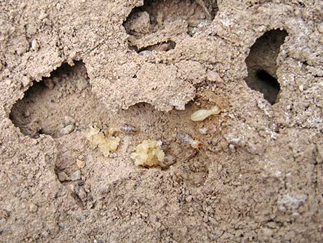 Subterranean Termite (Family Rhinotermitidae)