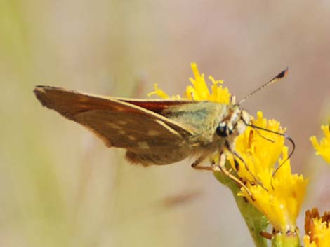 Grass Skippers (Subfamily Hesperiinae)