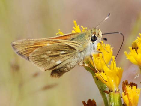 Grass Skippers (Subfamily Hesperiinae)