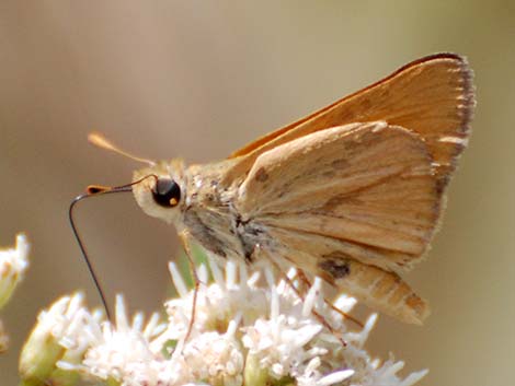 Yuma Skipper (Ochlodes yuma)