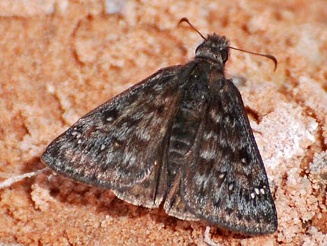 Meridian Duskywing (Erynnis meridianus)