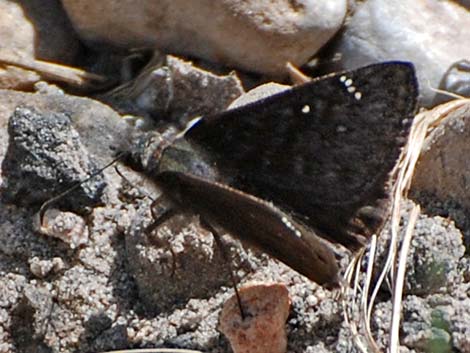 Meridian Duskywing (Erynnis meridianus)