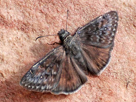 Meridian Duskywing (Erynnis meridianus)