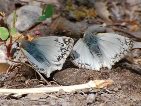 Northern White-Skipper (Heliopetes ericetorum)