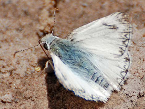 Northern White-Skipper (Heliopetes ericetorum)