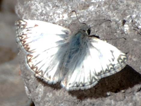 Northern White-Skipper (Heliopetes ericetorum)