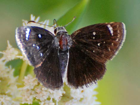 Mojave Sootywing Skipper (Hesperopsis libya)