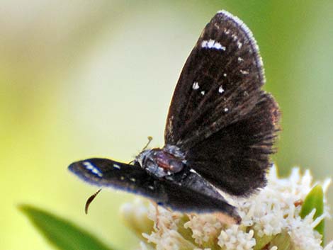 Mojave Sootywing Skipper (Hesperopsis libya)