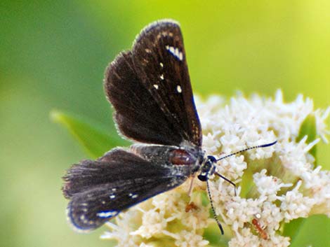 Mojave Sootywing Skipper (Hesperopsis libya)