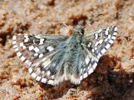 Grizzled Skipper (Pyrgus centaureae)