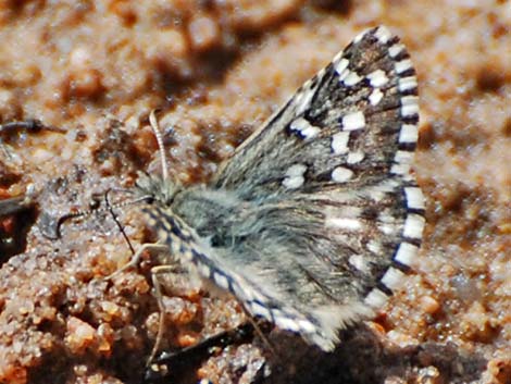 Grizzled Skipper (Pyrgus centaureae)