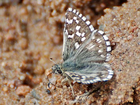 Grizzled Skipper (Pyrgus centaureae)