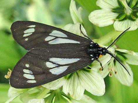 Gnophaela vermiculata (Gnophaela vermiculata)