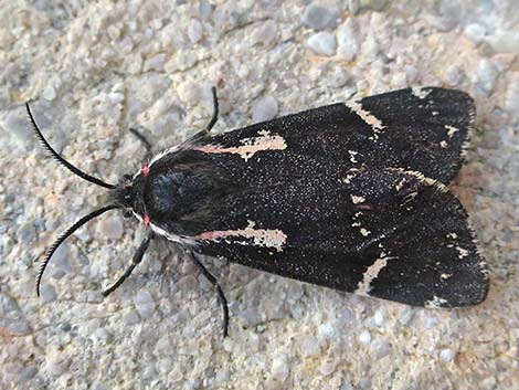 Tiger Moth (Leptarctia californiae)