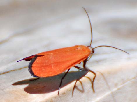 Red Tiger Moth (Lycomorpha fulgens)