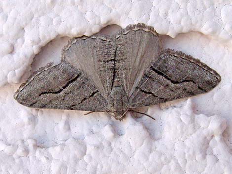 Geometrid Moth