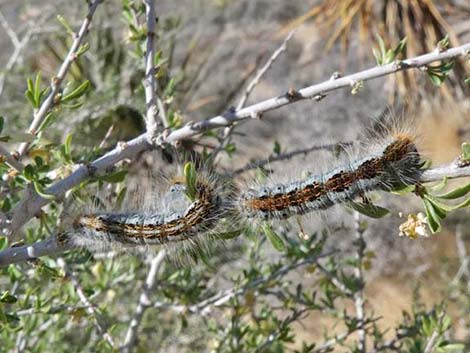 Western Tent Moths (Malacosoma californicum fragile)