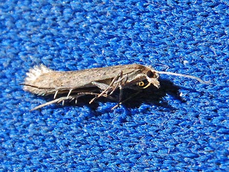 micro moth