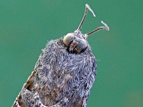 Prominents (Notodontidae)