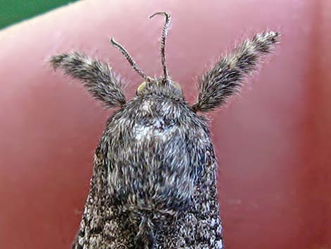 Prominents (Notodontidae)