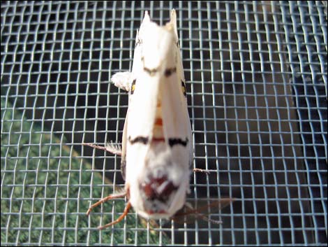 Saturniidae, Hemileuca burnsi