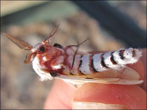 Saturniidae, Hemileuca burnsi