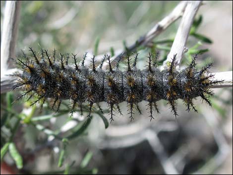 Tricolor buckmoth (Hemileuca tricolor)